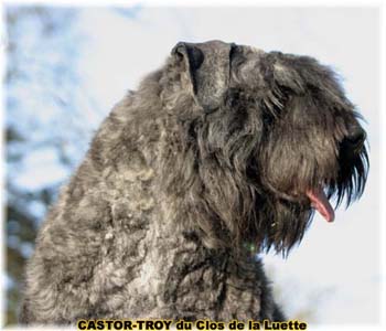 bouvier des flandres du clos de la luette - copyright déposé